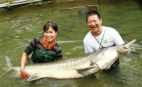 鱘龍魚可以混養嗎